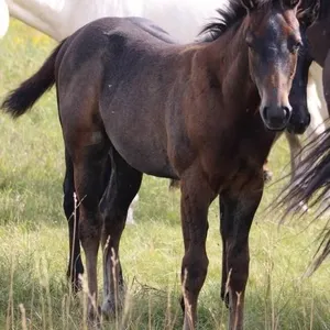 SHESA LEADER CHIC 2026 AQHA BUCKSKIN FILLY