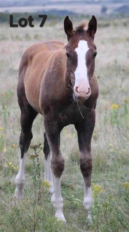 SKIP THE CASH 2026 AQHA CHESTNUT COLT
