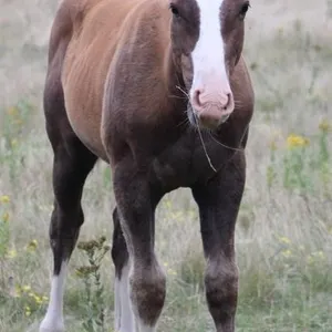 SKIP THE CASH 2026 AQHA CHESTNUT COLT