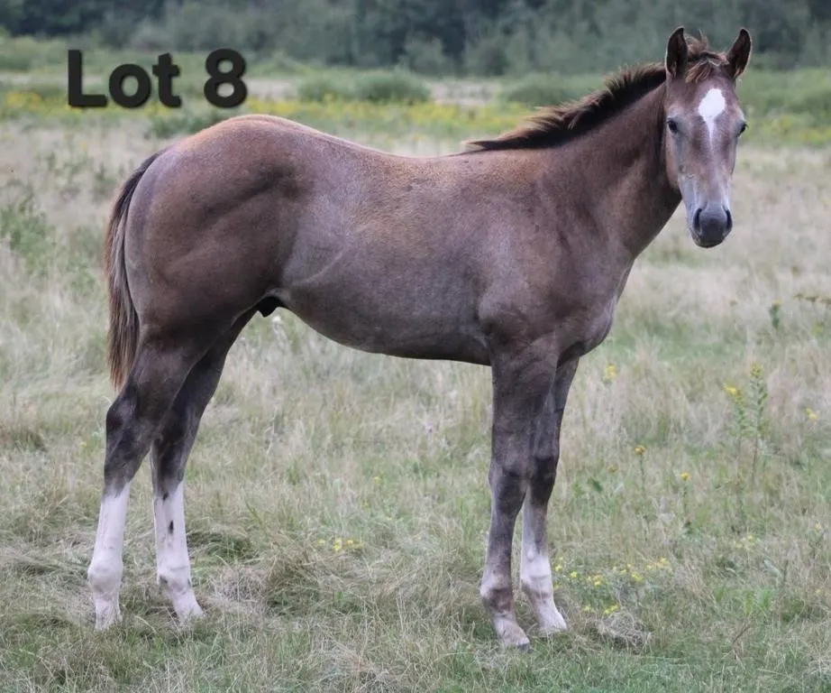 SKIP GOLD CASH 2026 AQHA GRAY COLT