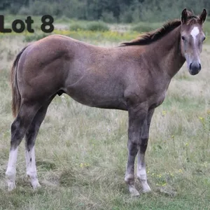 SKIP GOLD CASH 2026 AQHA GRAY COLT