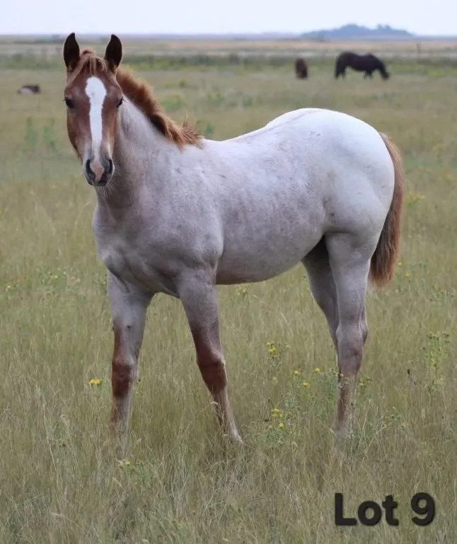 LIL HICKORY LADY 2026 AQHA RED ROAN FILLY