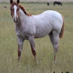 LIL HICKORY LADY 2026 AQHA RED ROAN FILLY