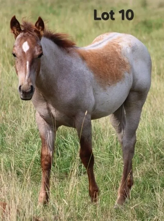SKIP TWO PLATINUM 2026 AQHA RED ROAN COLT