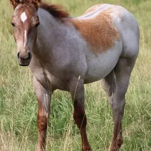 SKIP TWO PLATINUM 2026 AQHA RED ROAN COLT
