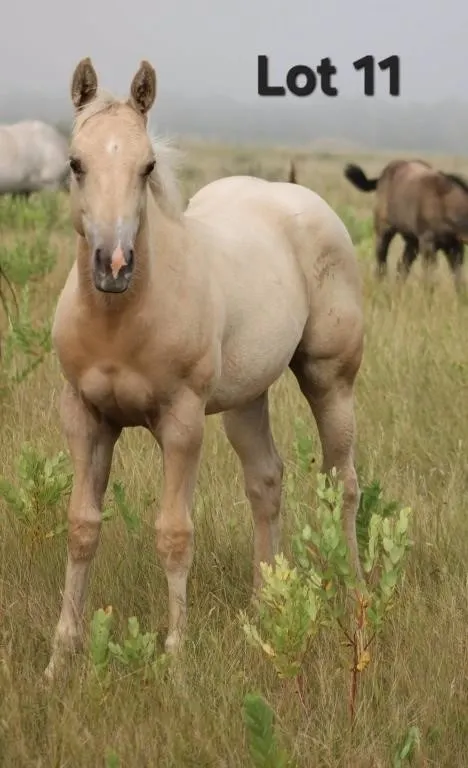 A PLATINUM BLONDE 2026 AQHA PALOMINO FILLY