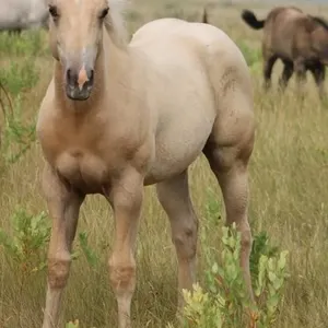 A PLATINUM BLONDE 2026 AQHA PALOMINO FILLY