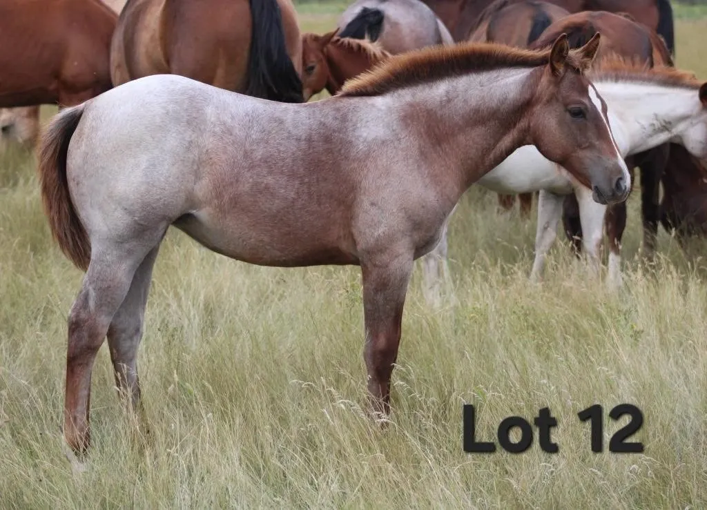 FANCY SWEET SHORTY 2026 AQHA RED ROAN FILLY