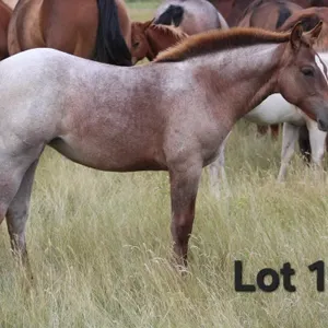 FANCY SWEET SHORTY 2026 AQHA RED ROAN FILLY