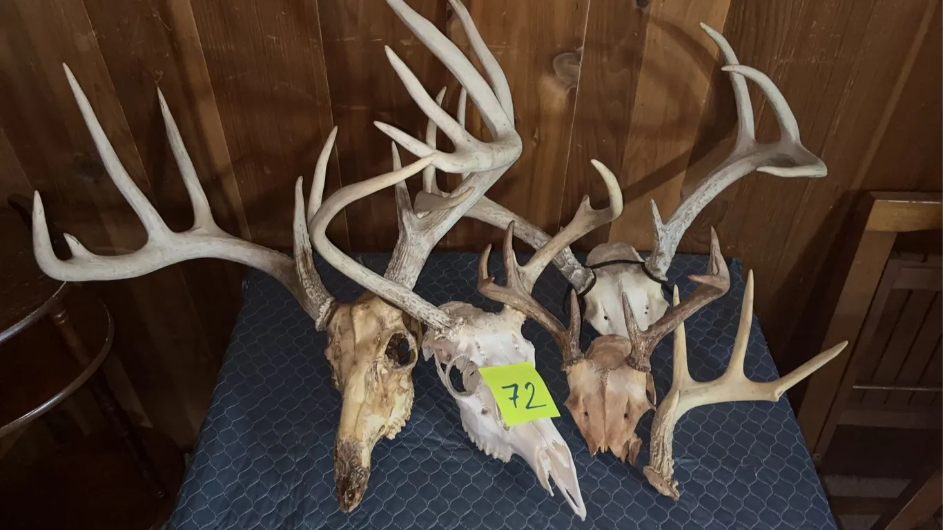 Deer European Skull Mounts (4) with Additional Shed Antler