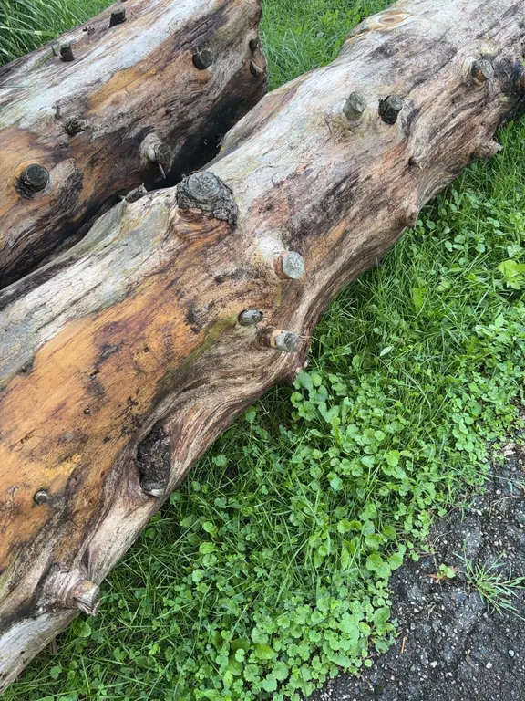 Large Log