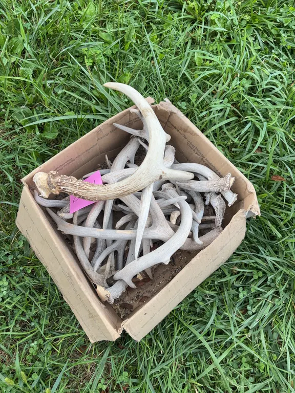 Deer Shed Collection