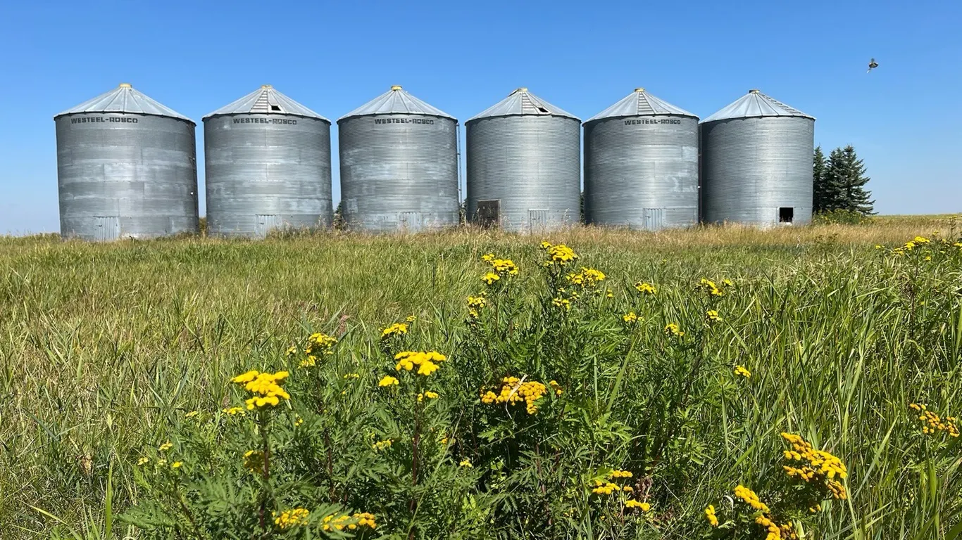 6 Westeel-Rosco 5000-bushel Grain Bins in Buchanan, SK. Can be moved or can stay where they are!