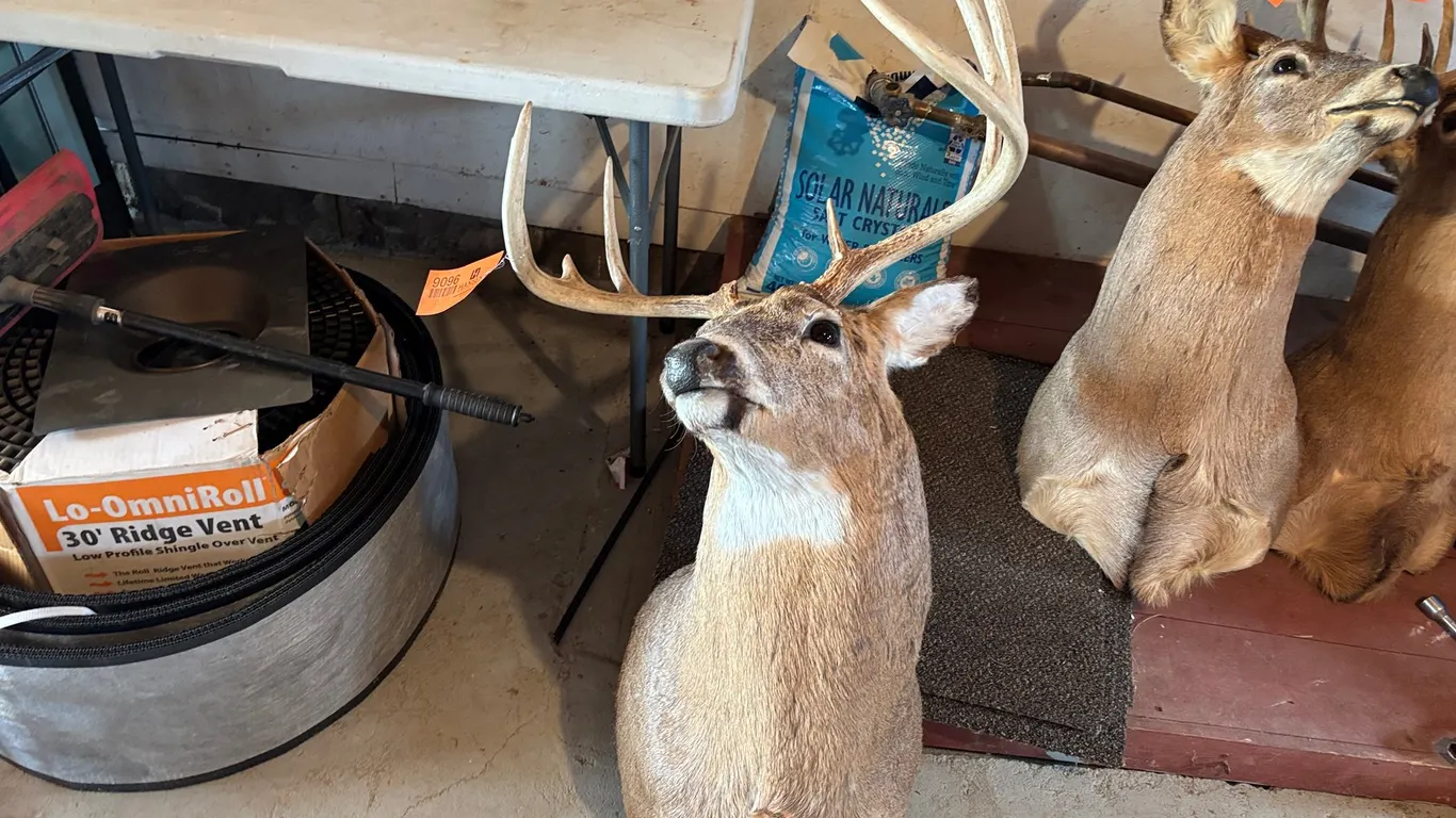 Deer Head Mount (Arcadia, WI)