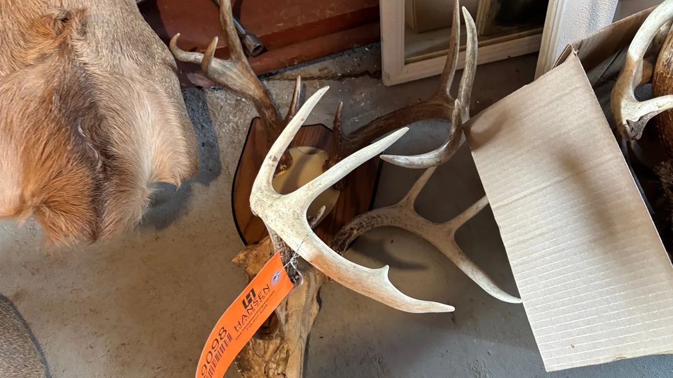 (2) European Mounts (Arcadia, WI)