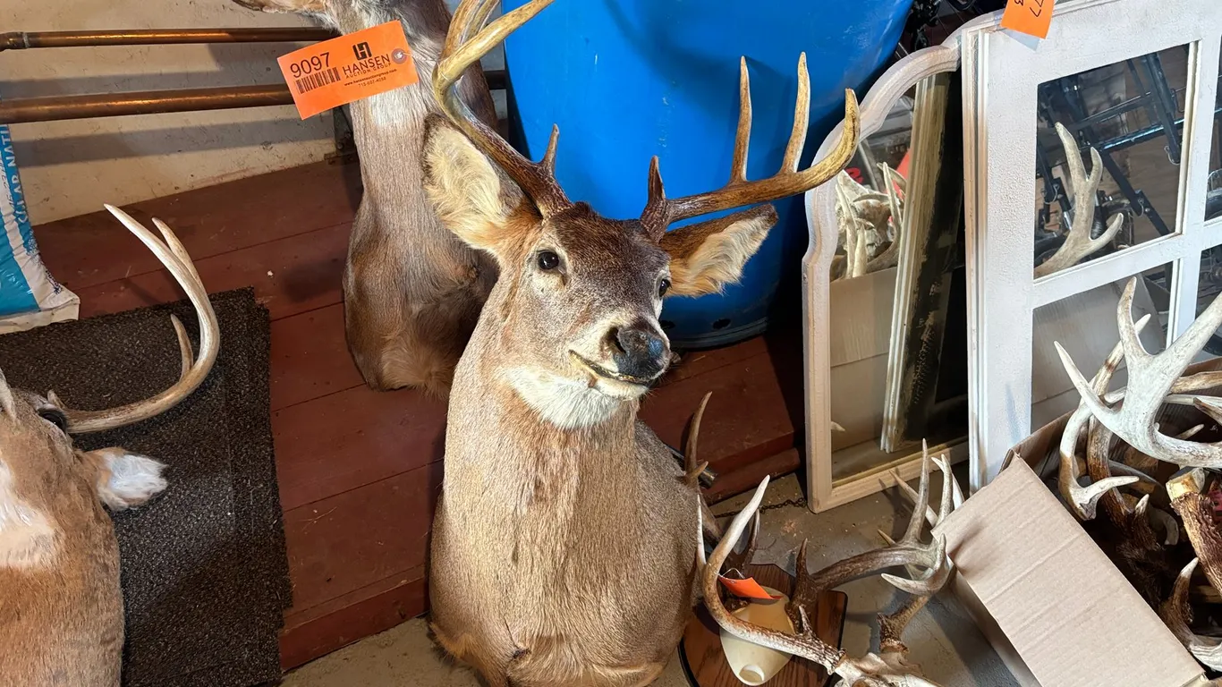 Deer Head Mount (Arcadia, WI)