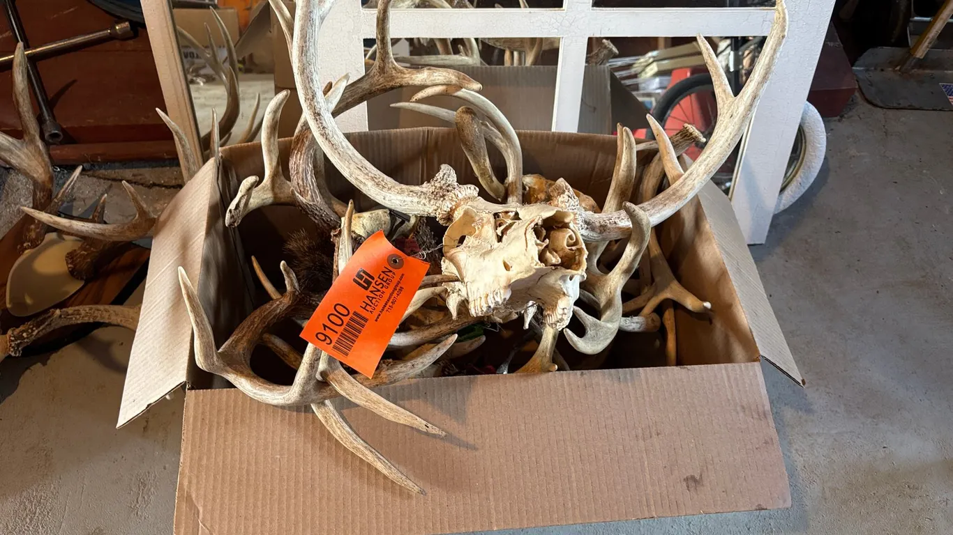 Assortment of Antlers (Arcadia, WI)