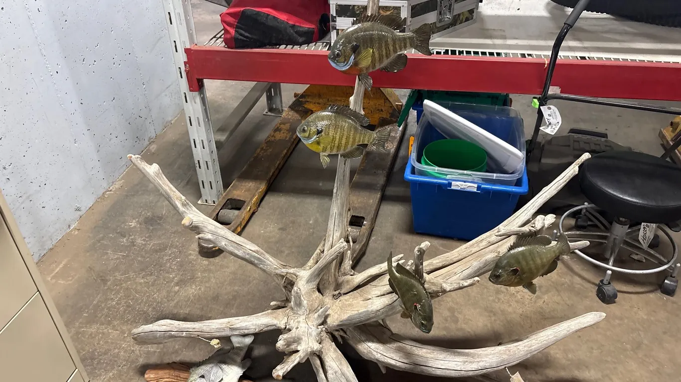 Bluegill Mount (Neenah, WI)