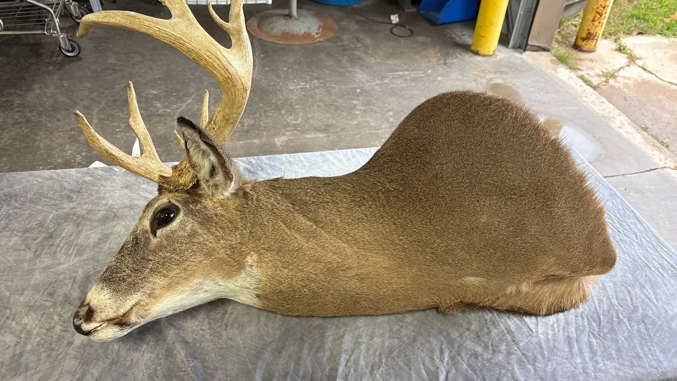 Whitetail Non Typical Mount (Neenah, WI)