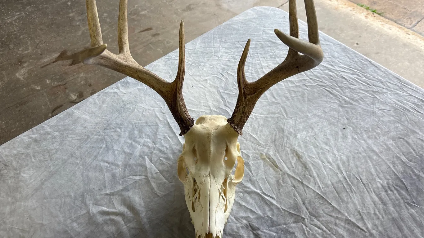 European Deer Mount (Neenah, WI)