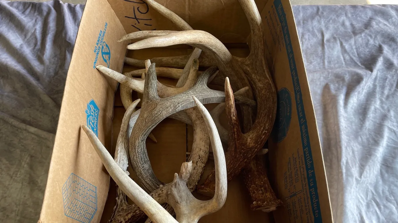 Deer Antlers (Neenah, WI)