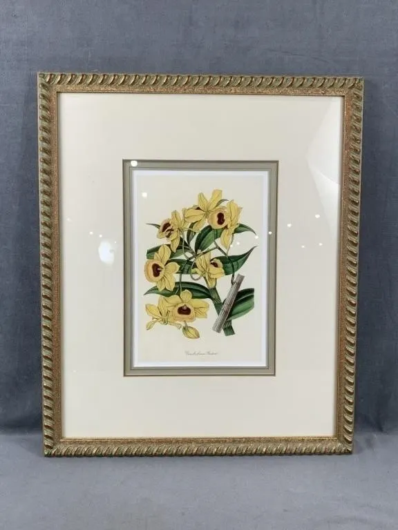 Dendrobium Paxtonii Print