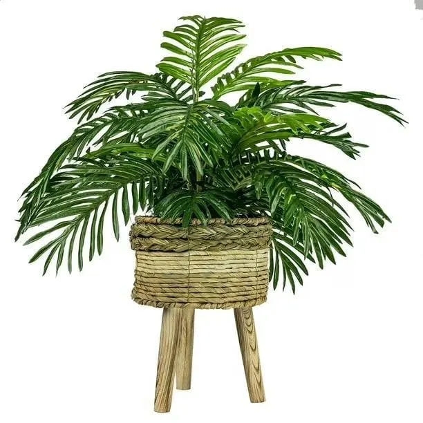 Phoenix Palm in Tri-Colored Tripod Basket Stand
