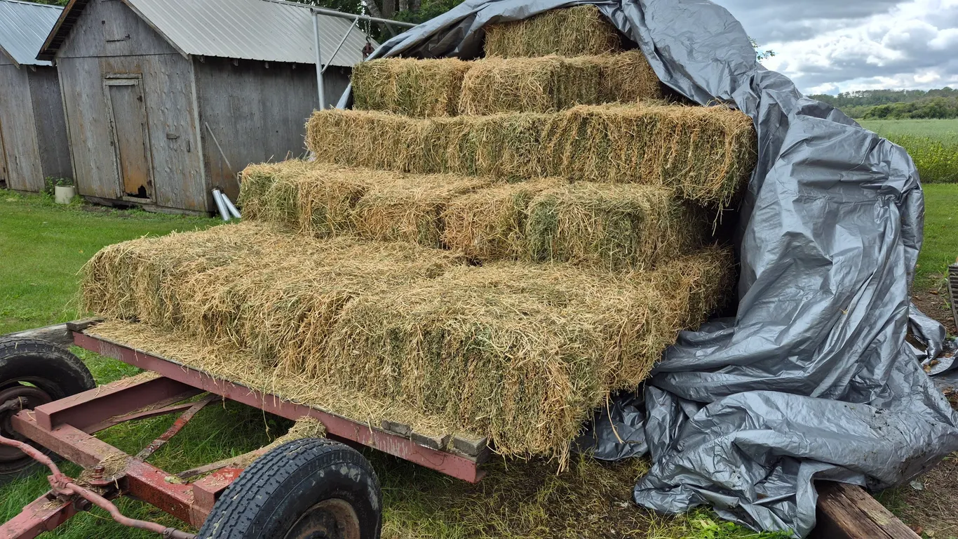 25- Alfalfa Mix Square Bales (BUYER MUST PAY 25X THE BID PRICE)