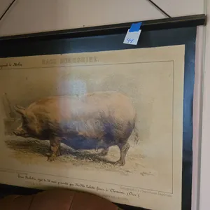 Pig wall art
