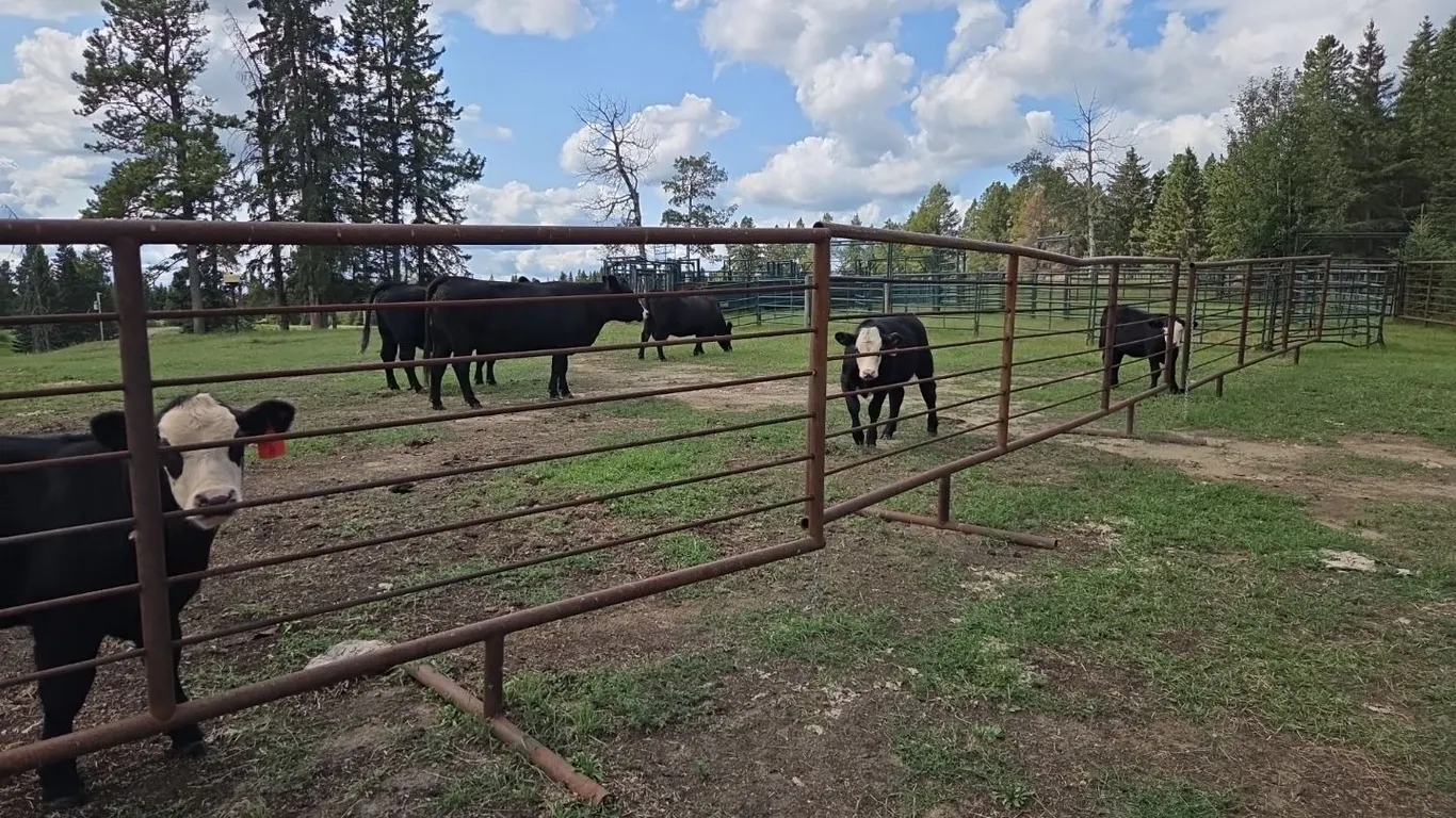 **OFFSITE** (5) 24' Freestanding Livestock Panels (selling 5 Panels for one price)