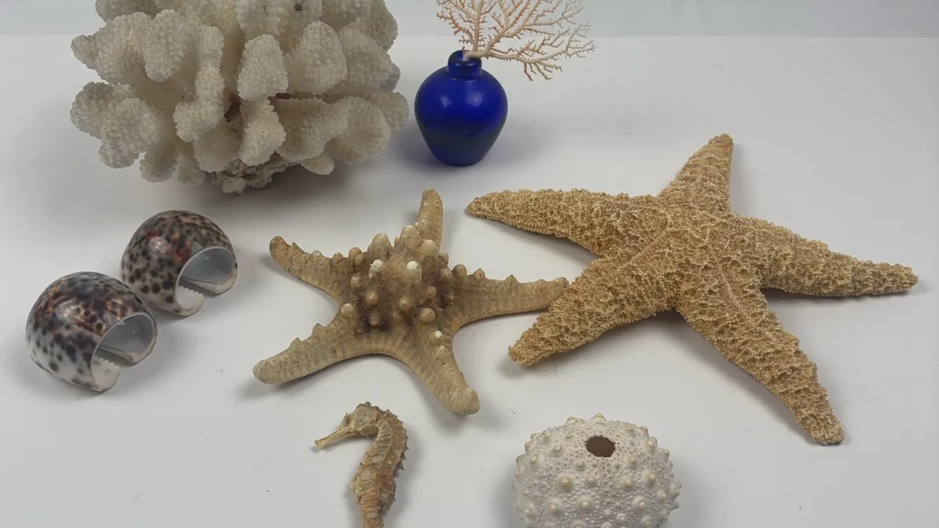 Vintage Sea Life Specimen Collection Coral Starfish Shells & Seahorse