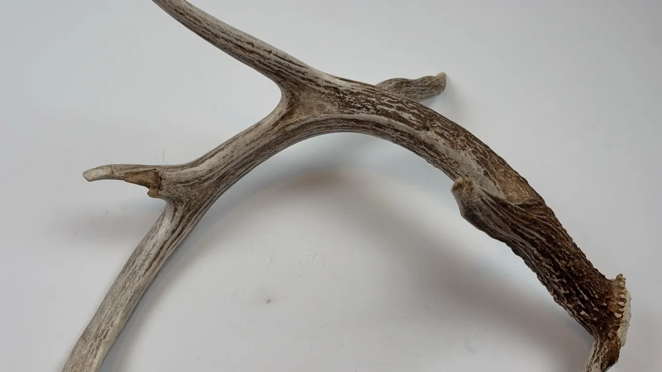 Natural Deer Antler Shed Decor Piece