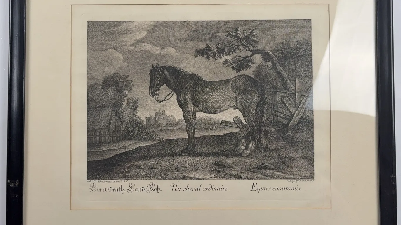 Framed Antique Equestrian Engraving “Equus Communis” (Common Horse) Print