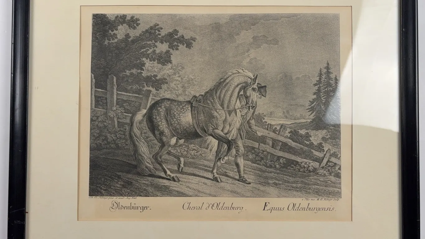 Antique Oldenburg Horse Engraving Print, Framed