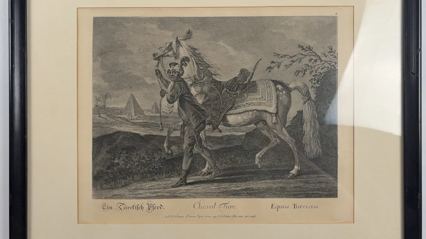 Antique Turkish Horse Engraving Print (Equus Turcicus), Framed