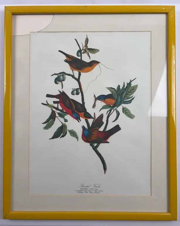 Framed Audubon “Painted Finch (Fringilla Ciris)” Bird Print in Yellow Frame