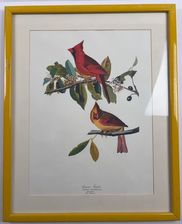 Cardinal Grosbeak (Fringilla Cardinalis) Ornithological Bird Print, Framed