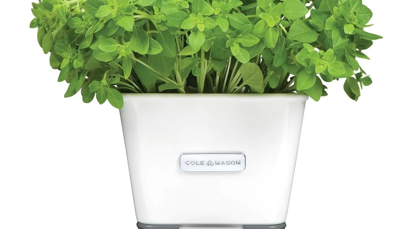 Cole Mason Self-Watering Herb Keeper White