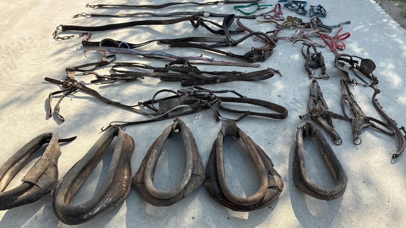Harness and halters for parts. Or decorating