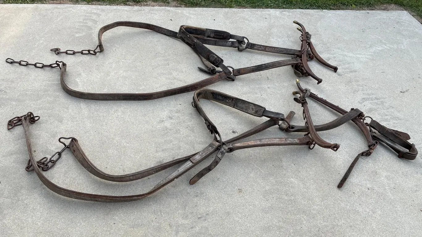 Harness. Starting to dry out