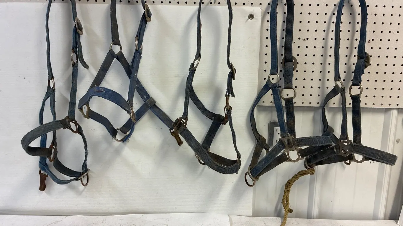 5 blue nylon halters. Appear to be decent