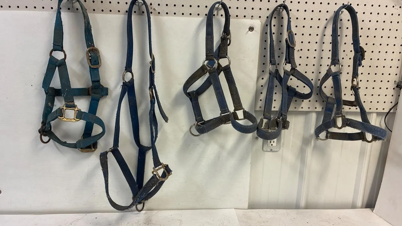 5 blue nylon halters. They appear to be decent.