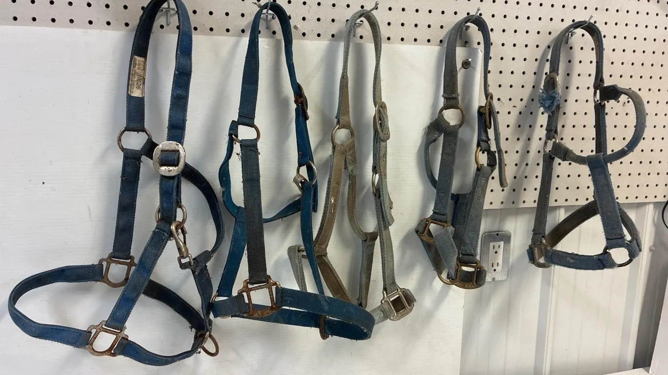 5 blue nylon halters. Relatively decent looking