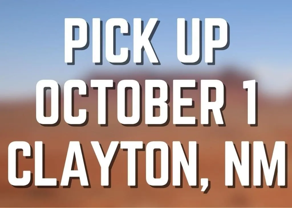 Pick Up in Clayton, NM