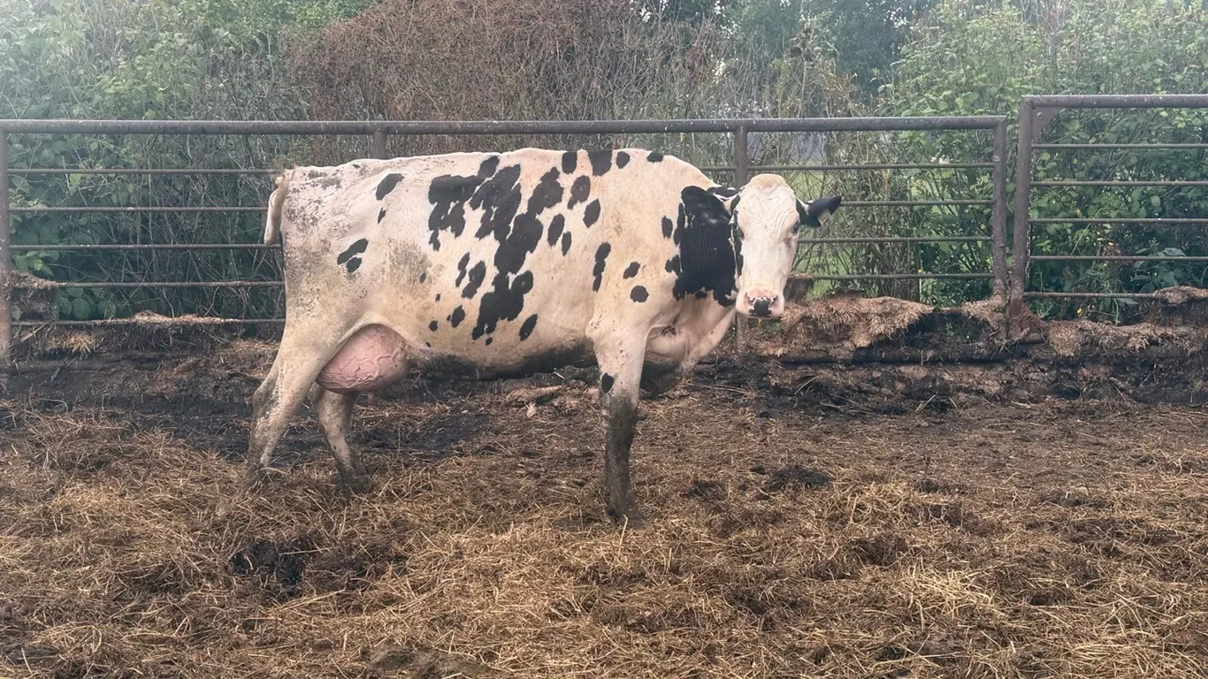 OFFSITE - Cow number 962