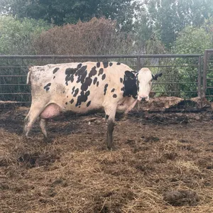 OFFSITE - Cow number 962