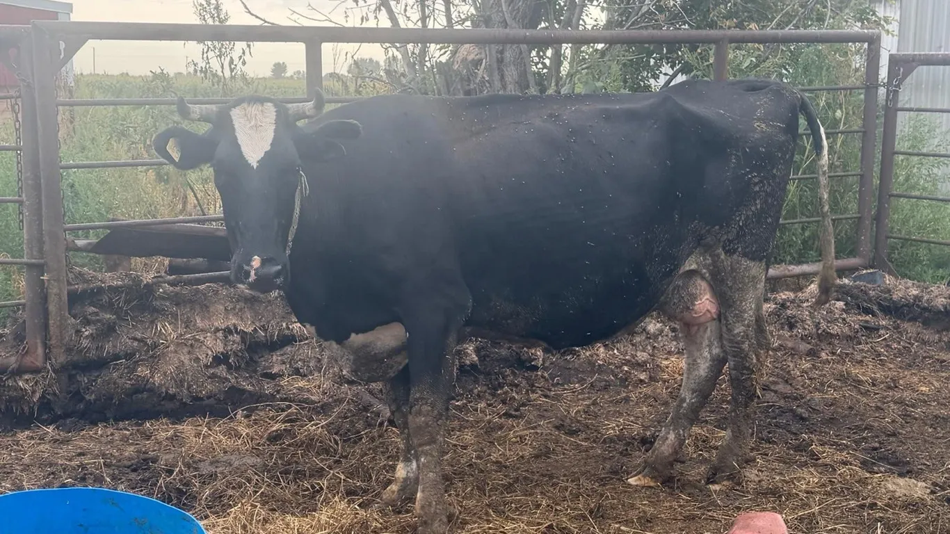 OFFSITE - Cow number 265