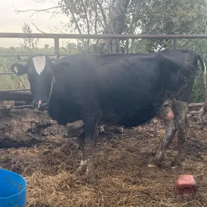 OFFSITE - Cow number 265