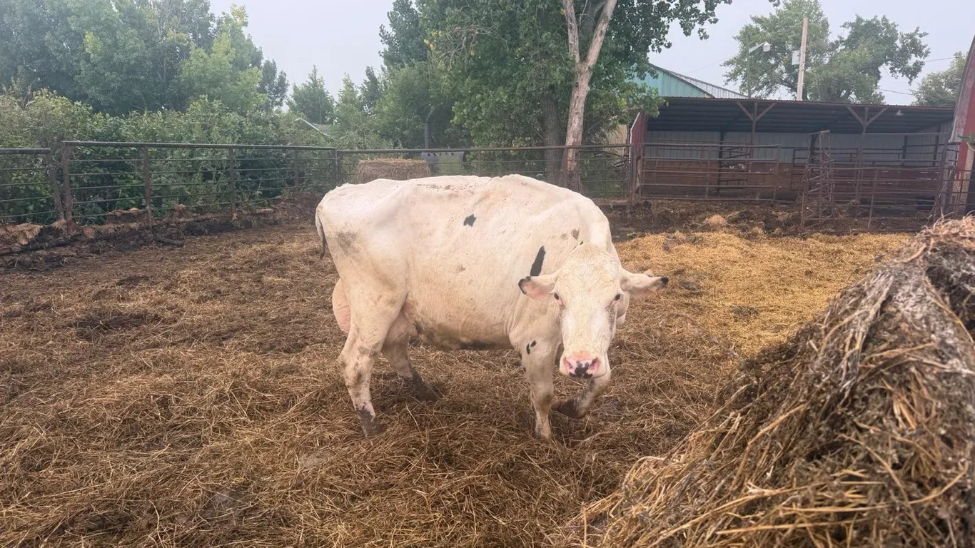 OFFSITE - Cow number 911