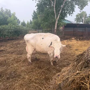 OFFSITE - Cow number 911